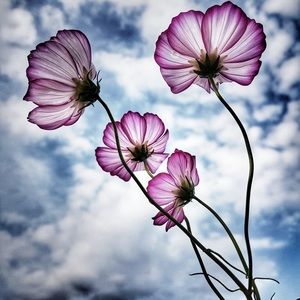 Meet your Posher, Mika